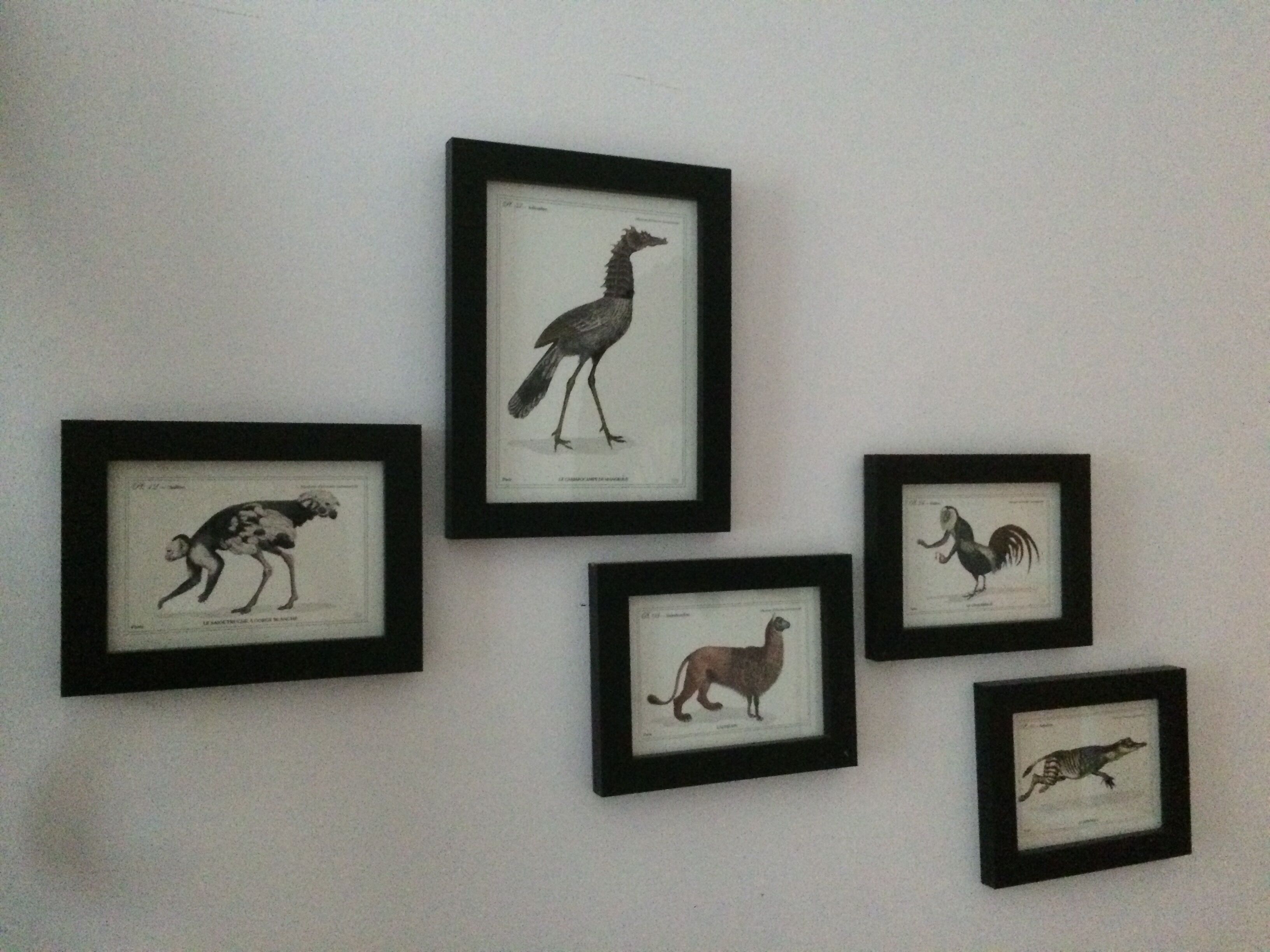 Chimera lithography animal engraving - the pink blazing