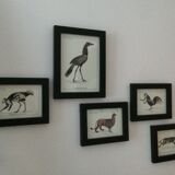 Chimera lithography animal engraving - the pink blazing