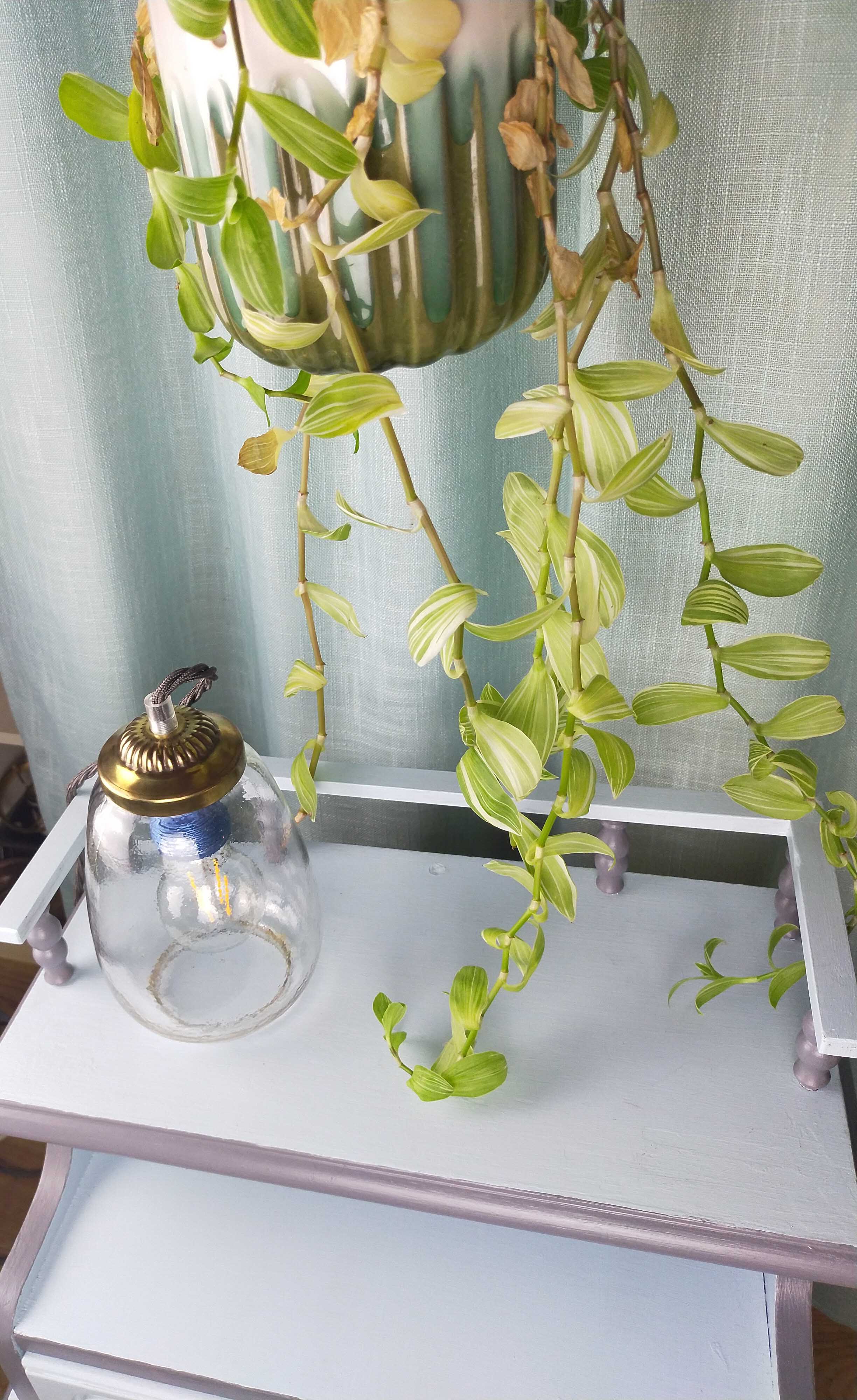 Transparent glass lamp type walkman