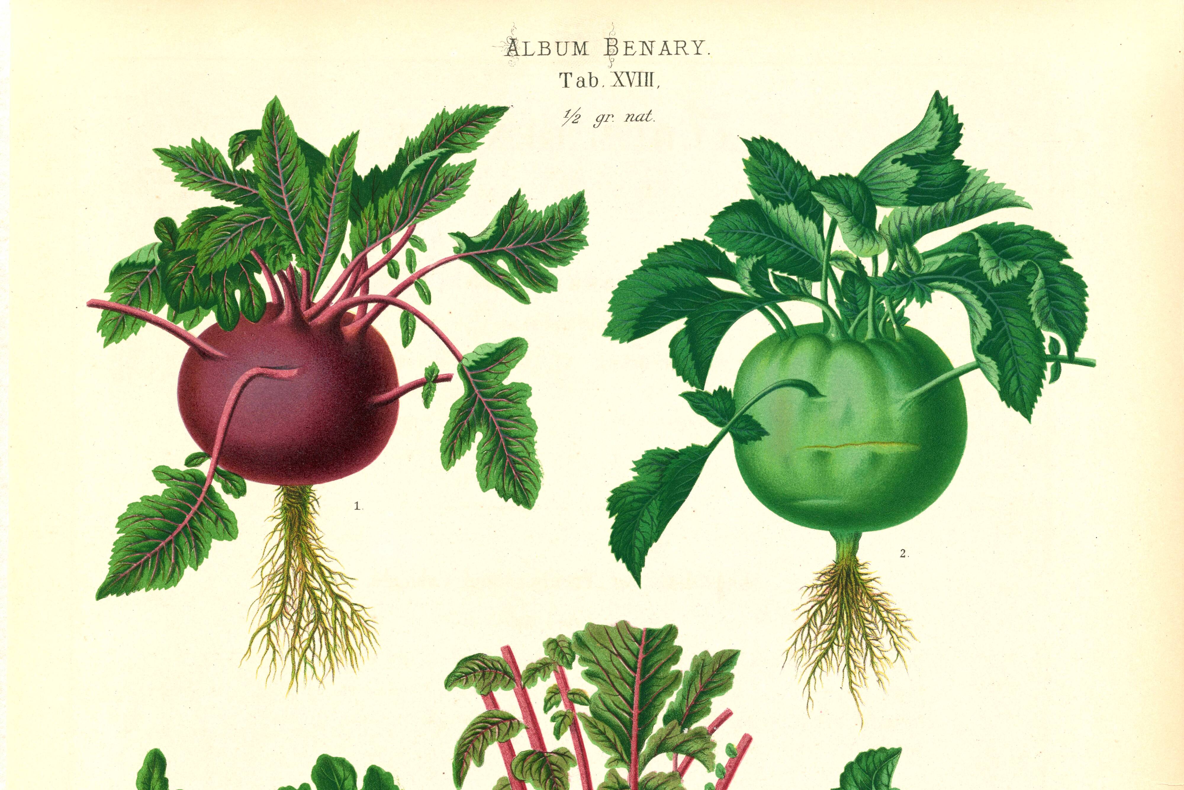 Poster about kohlrabi, based on an old engraving from 1886.
