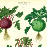 Poster about kohlrabi, based on an old engraving from 1886.