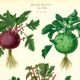 Poster about kohlrabi, based on an old engraving from 1886.