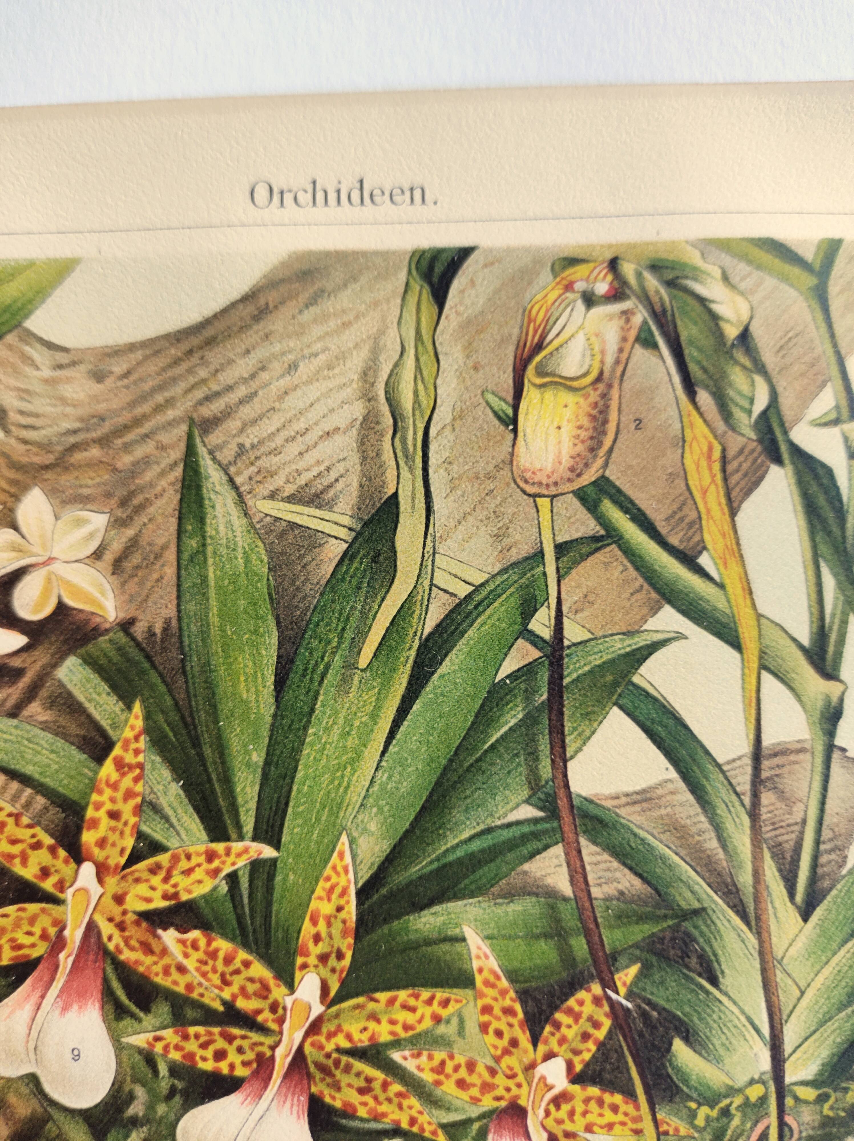 Gravure botanique de 1909 - Orchidée - Planche allemande ancienne