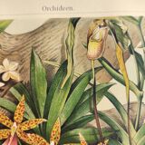 Botanical engraving from 1909 - Orchid - Old German antique print