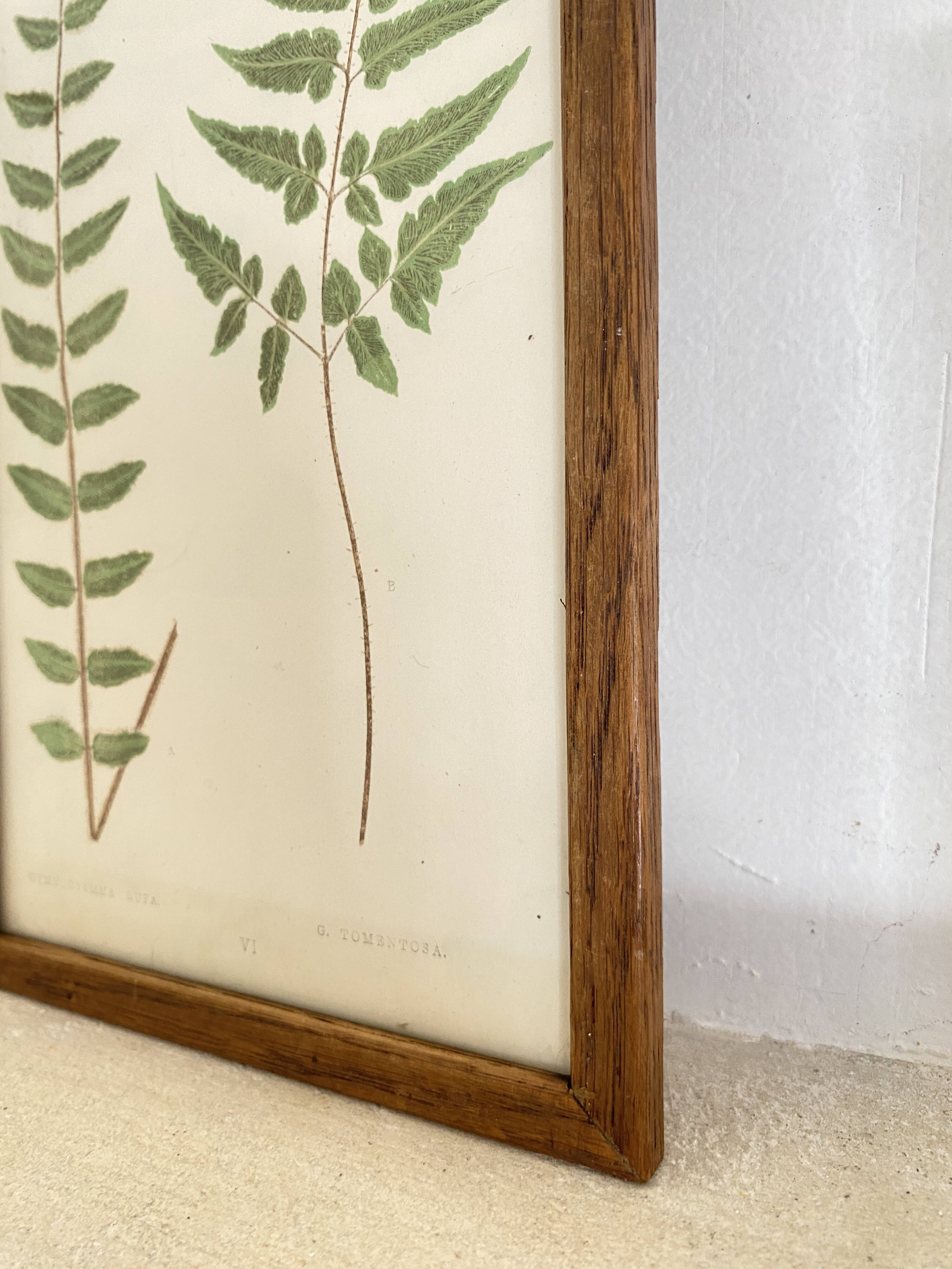Planche botanique 1900, ed anglaise, mise sous verre