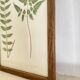 Planche botanique 1900, ed anglaise, mise sous verre