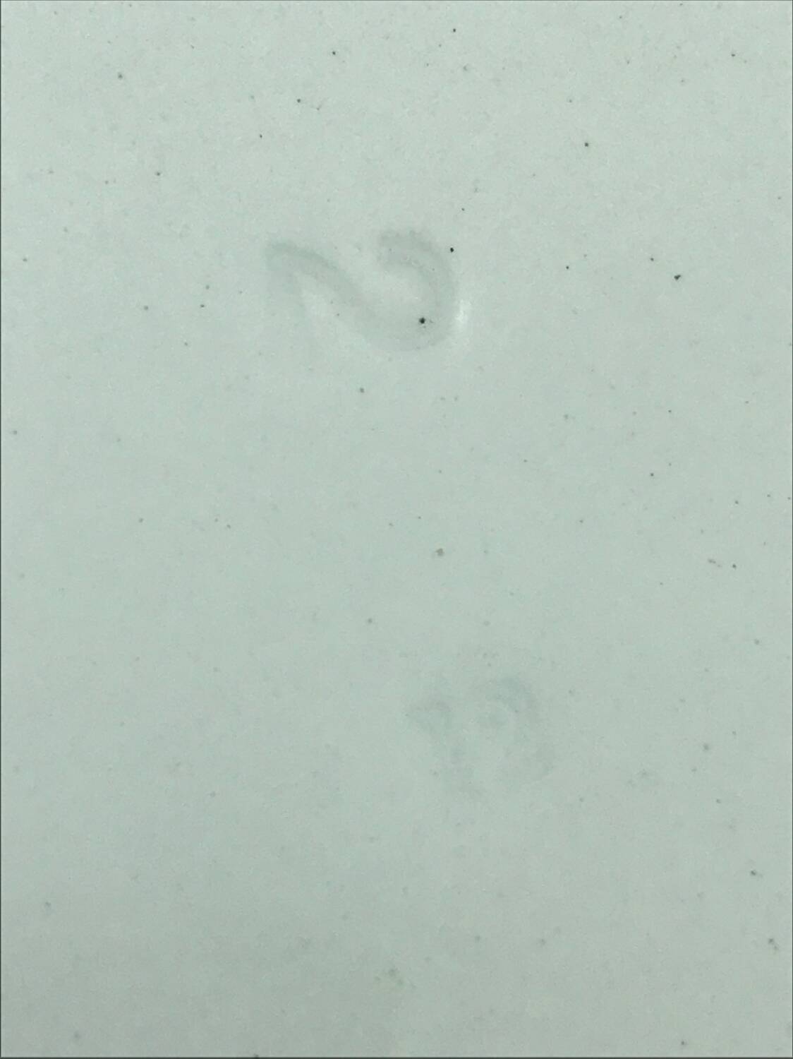 Oval plate from Furnival pottery.