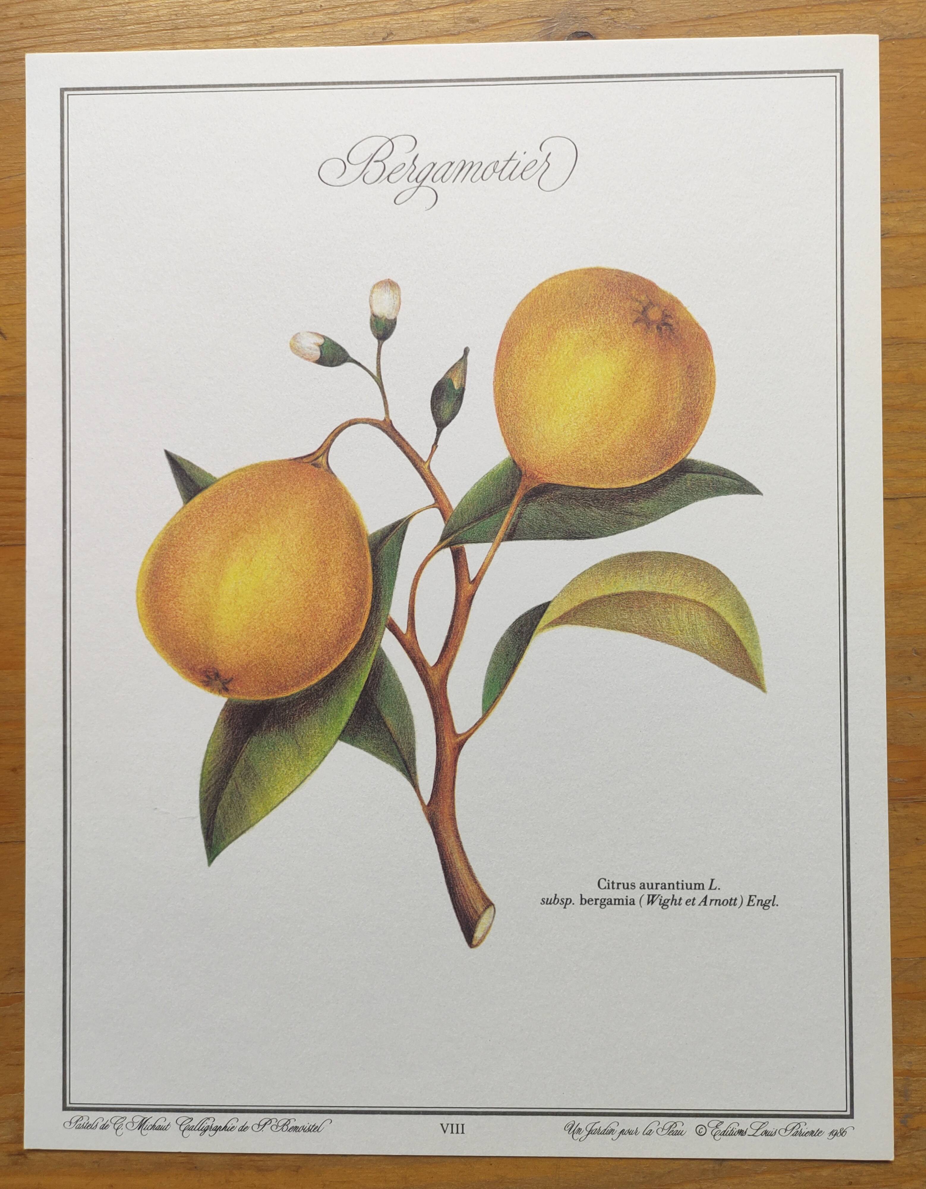 Gravure d'agrume bergamotier illustration de citrus bergamia