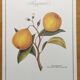 Gravure d'agrume bergamotier illustration de citrus bergamia