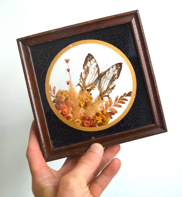 Cadre vitrine papillon