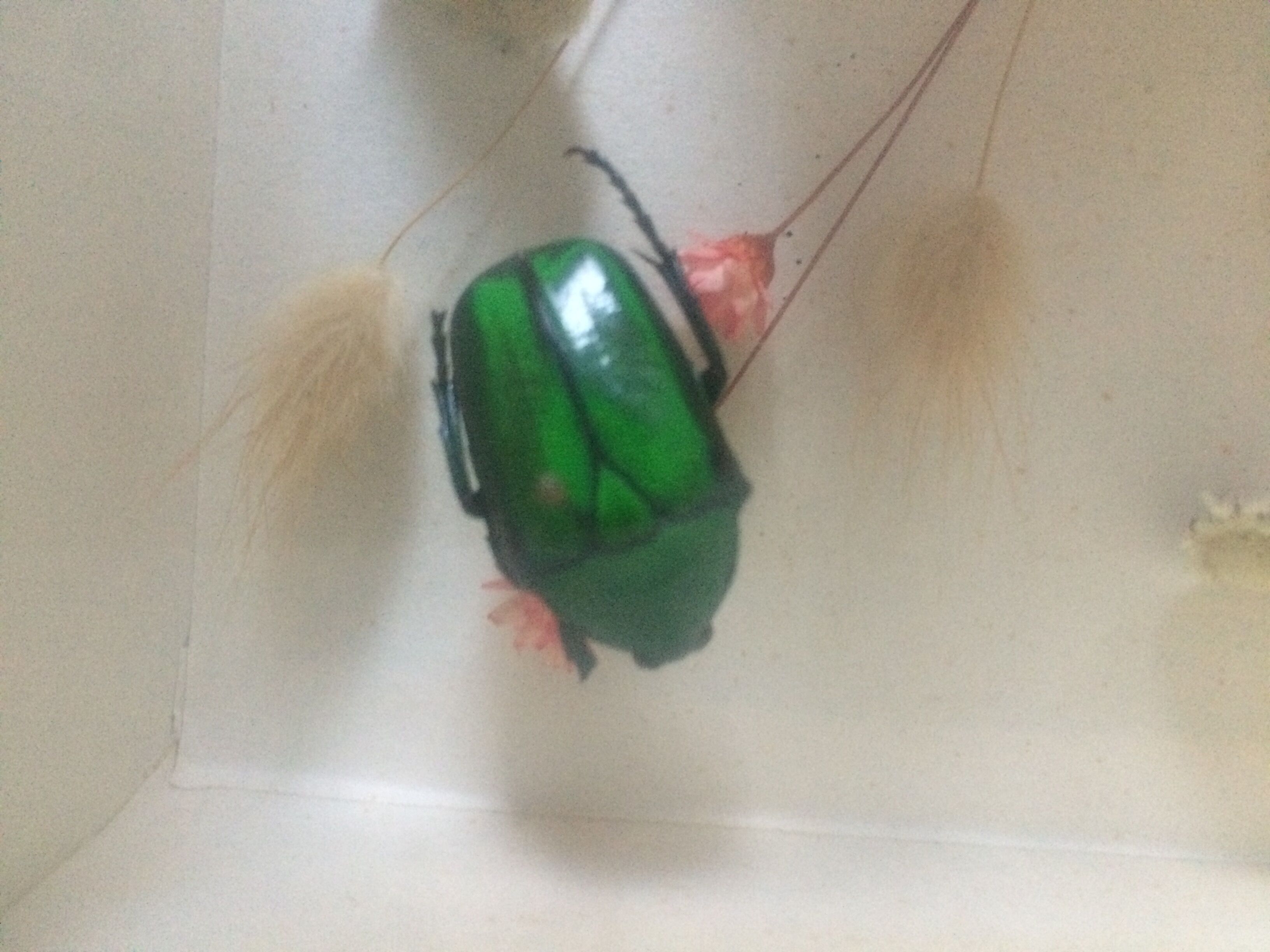 Butterfly frame taxidermy