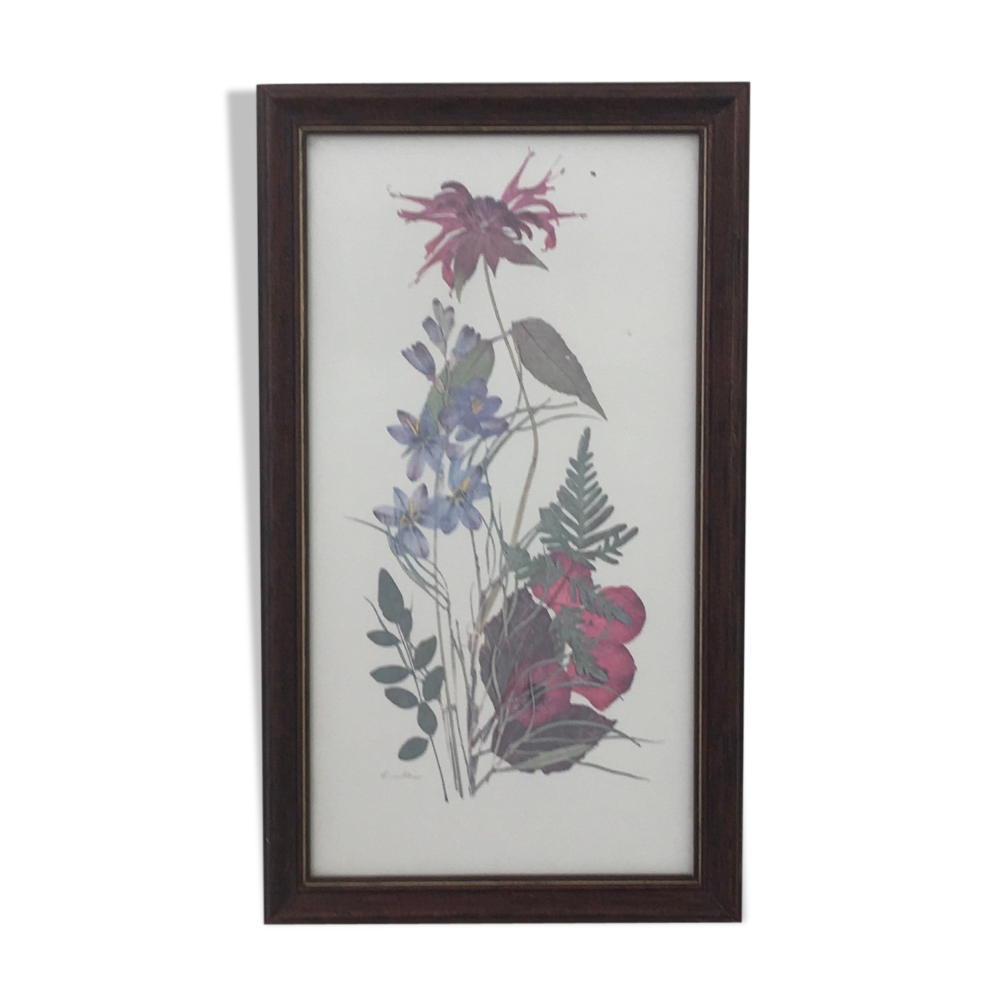 Botanical engraving of vintage flowers in its frame