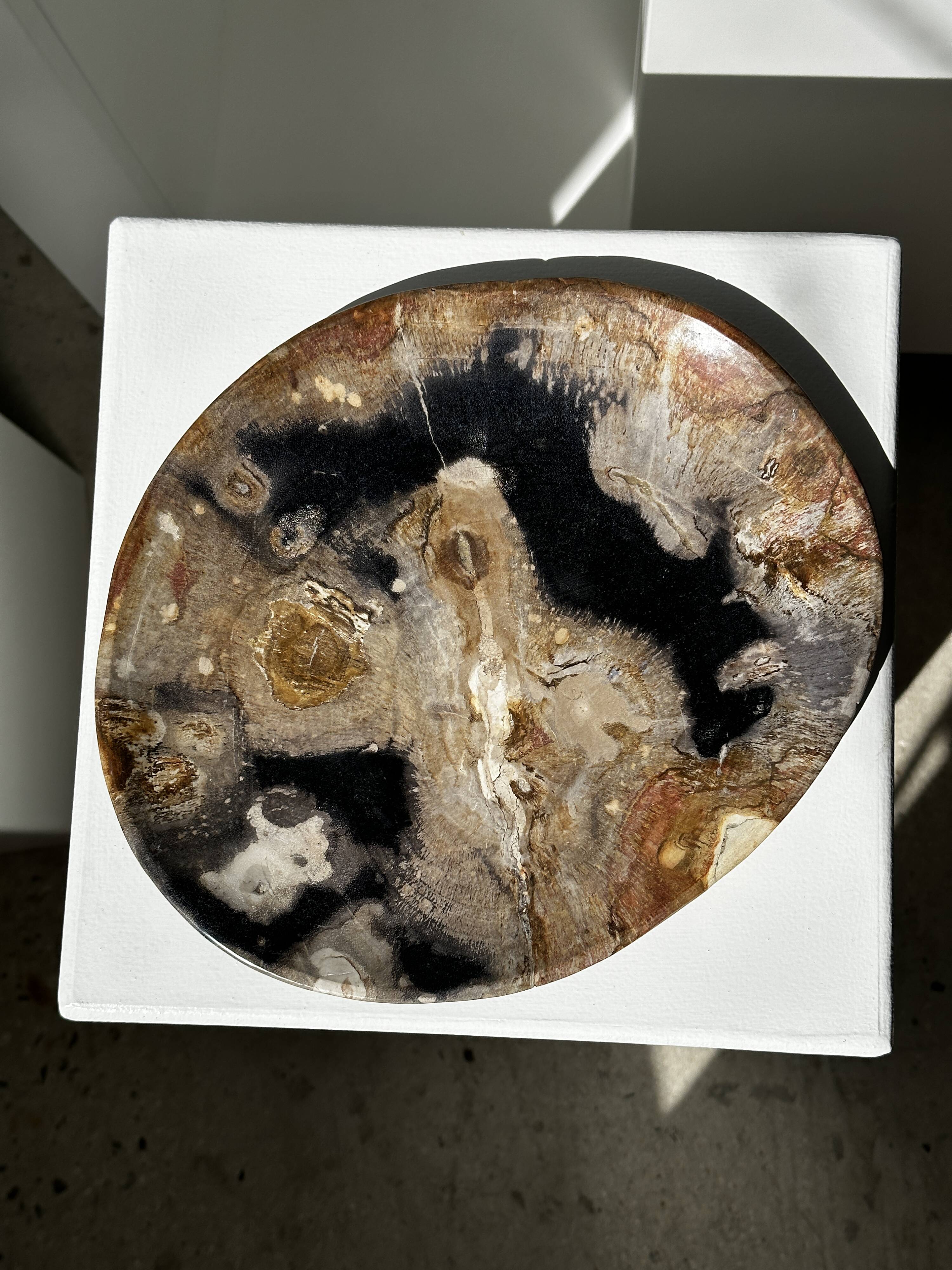 Large empty pocket or dish in petrified wood