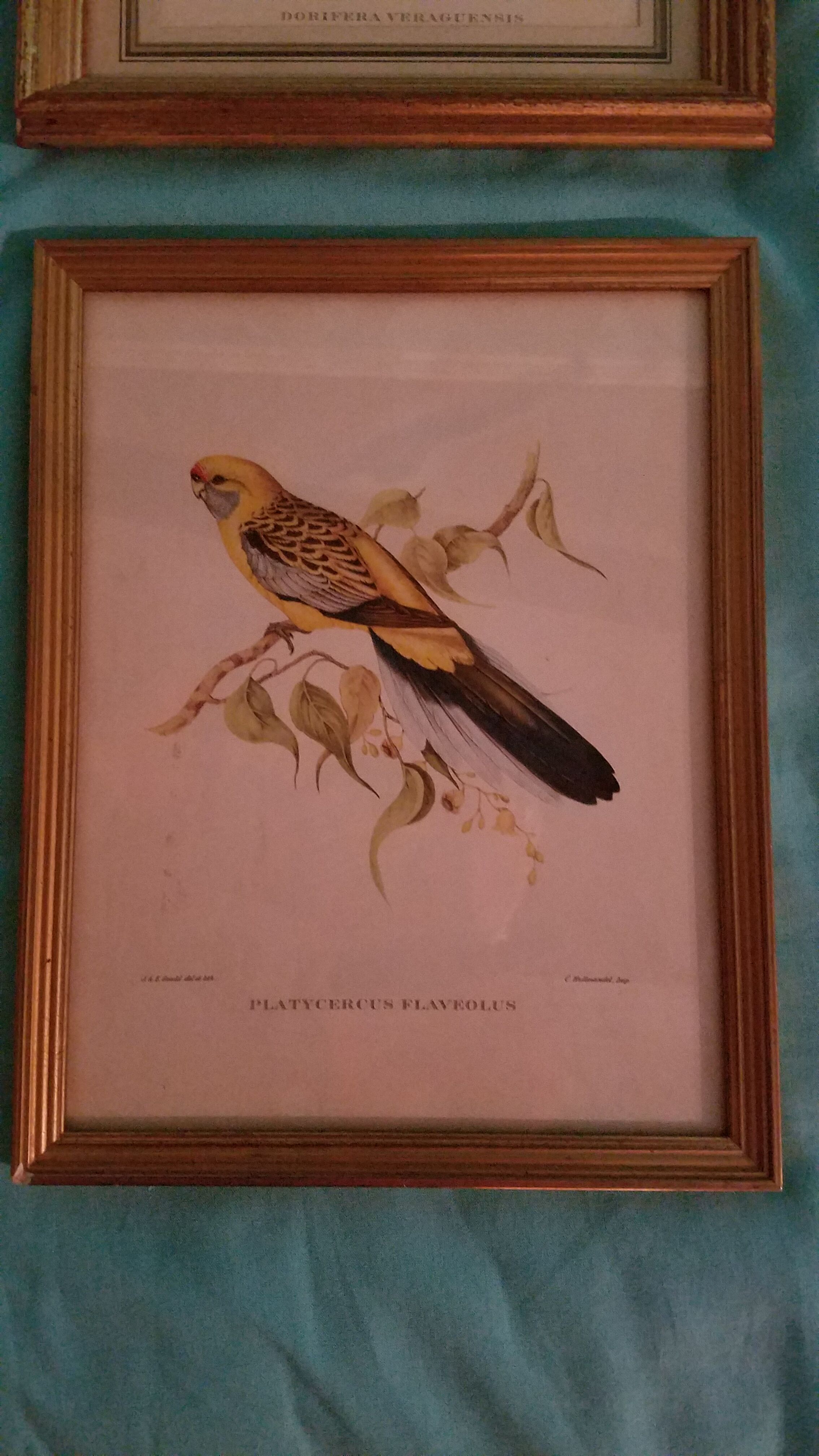 Ensemble de 7 lithographies ornithologiques encadrées