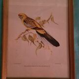 Set of 7 framed ornithological lithographs