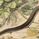 Original zoological plate of 1839 " Dragon & seps "