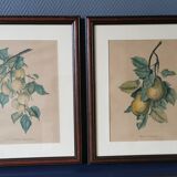 2 tableaux reproduction poires et prunes