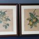 2 tableaux reproduction poires et prunes