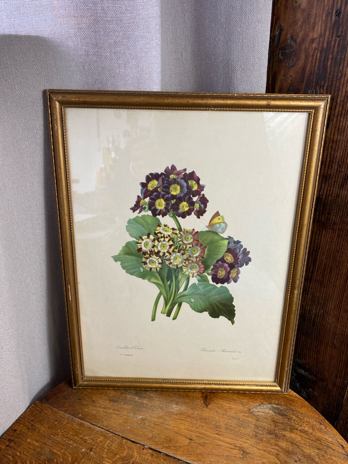 Botanical print, P-J Redouté, Bear's Ears