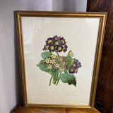 Botanical print, P-J Redouté, Bear's Ears