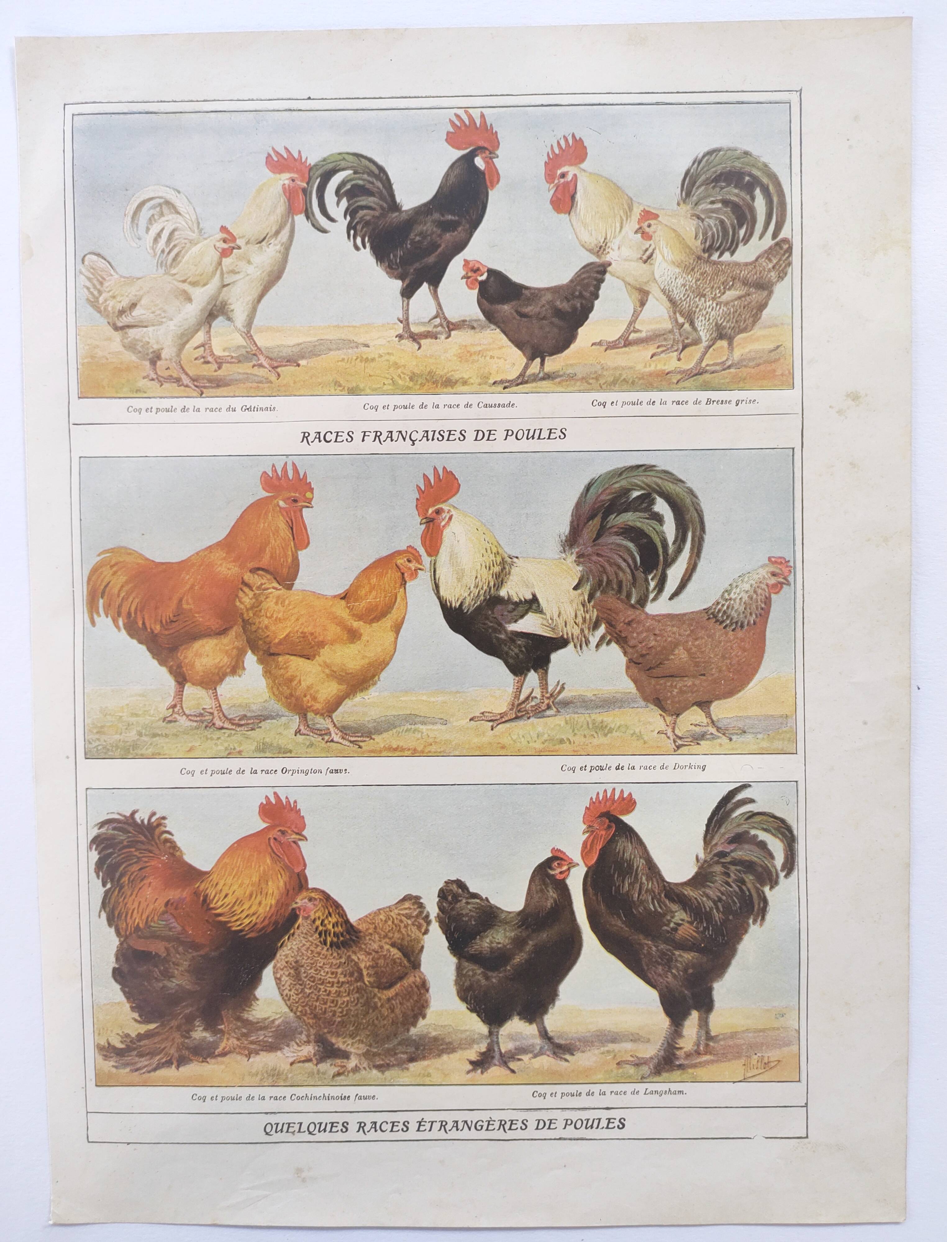 Planche zoologique par A.Millot • Poules et coqs (2) • Gravure ancienne originale de 1920