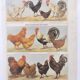 Planche zoologique par A.Millot • Poules et coqs (2) • Gravure ancienne originale de 1920