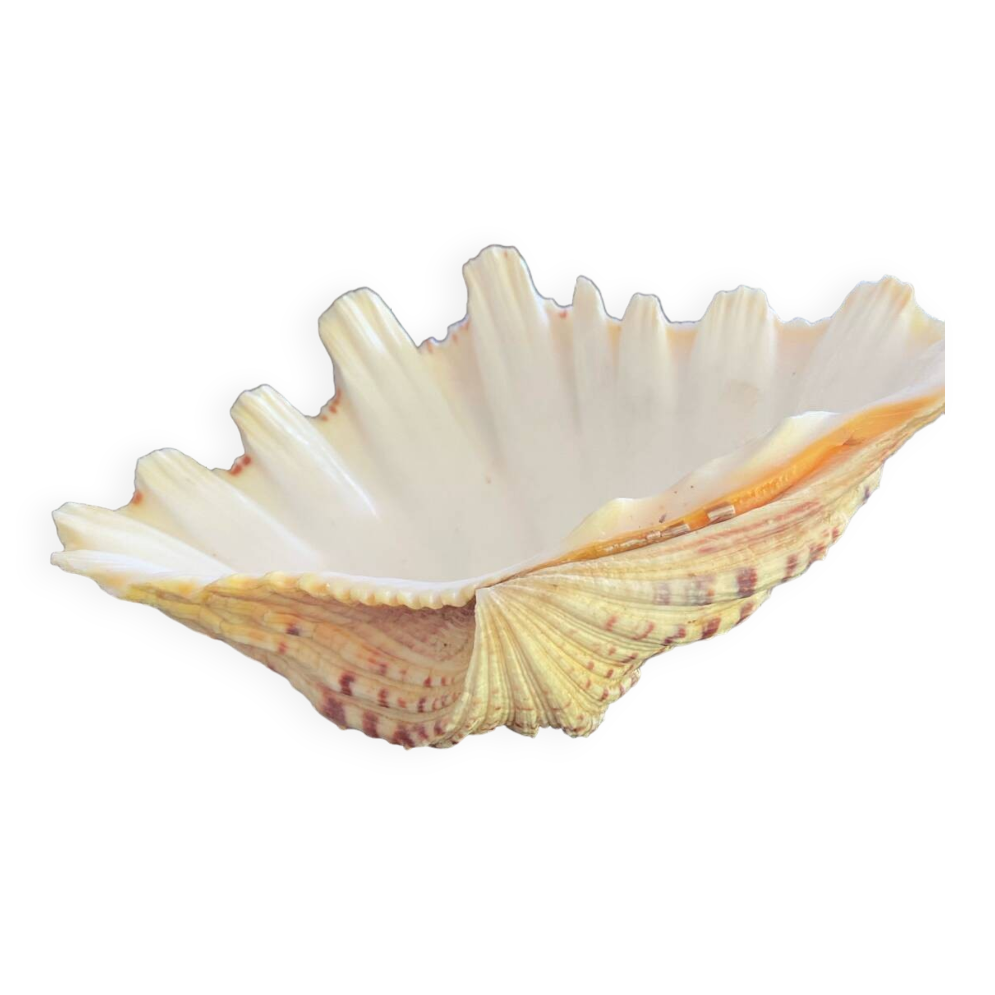 Empty shell stoup pocket