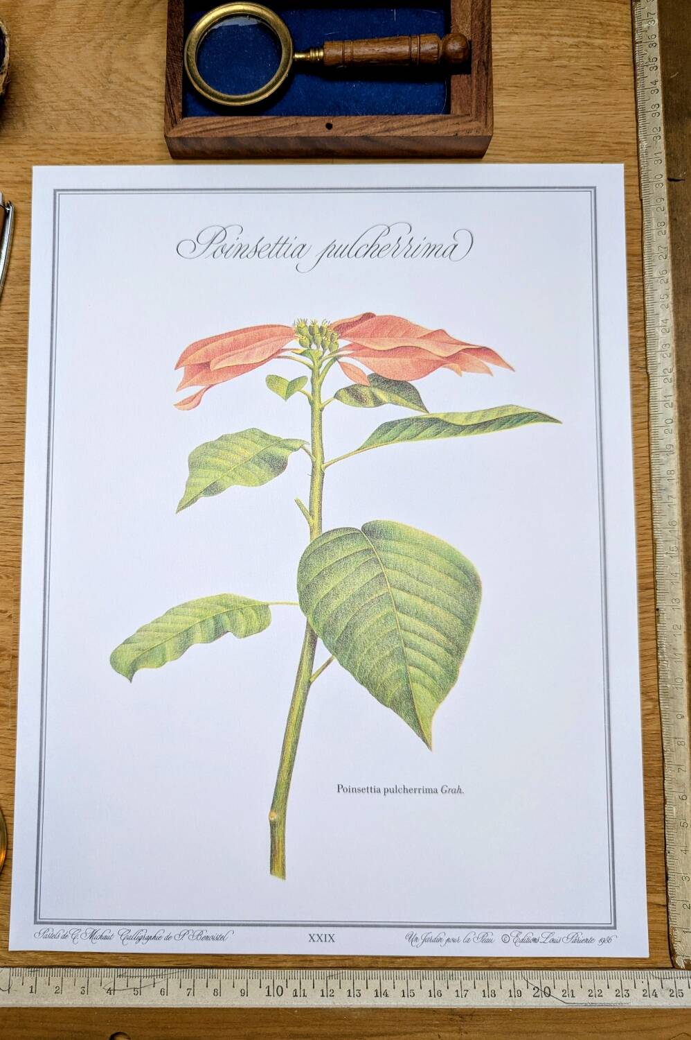 Printed in 1986, the Christmas star. Vintage botanical print.