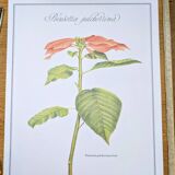 Printed in 1986, the Christmas star. Vintage botanical print.