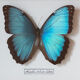Papillon encadré