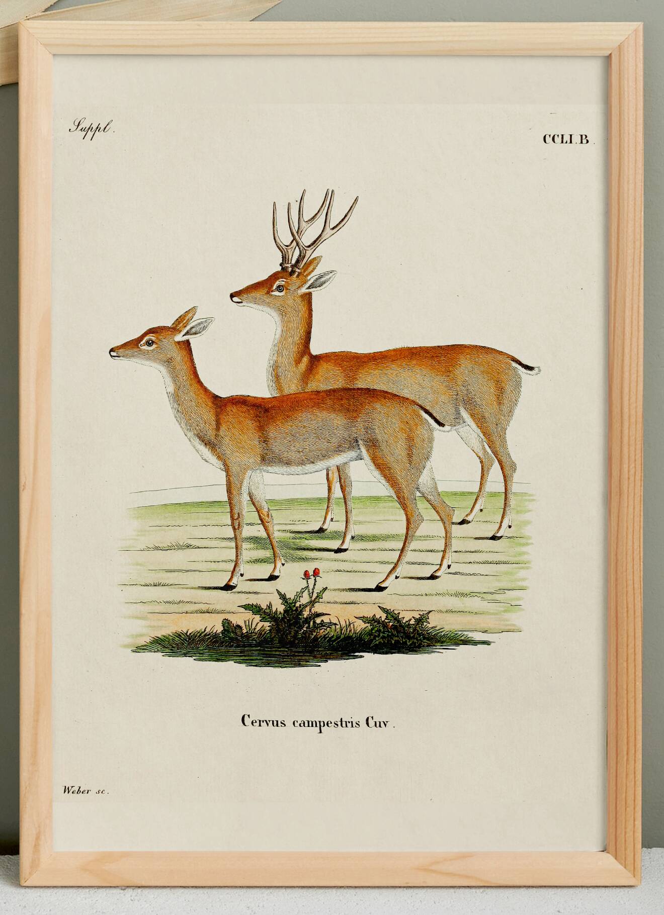 Poster about the pampas deer, based on an old engraving from 1774.