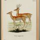 Poster about the pampas deer, based on an old engraving from 1774.
