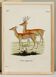 Poster about the pampas deer, based on an old engraving from 1774.