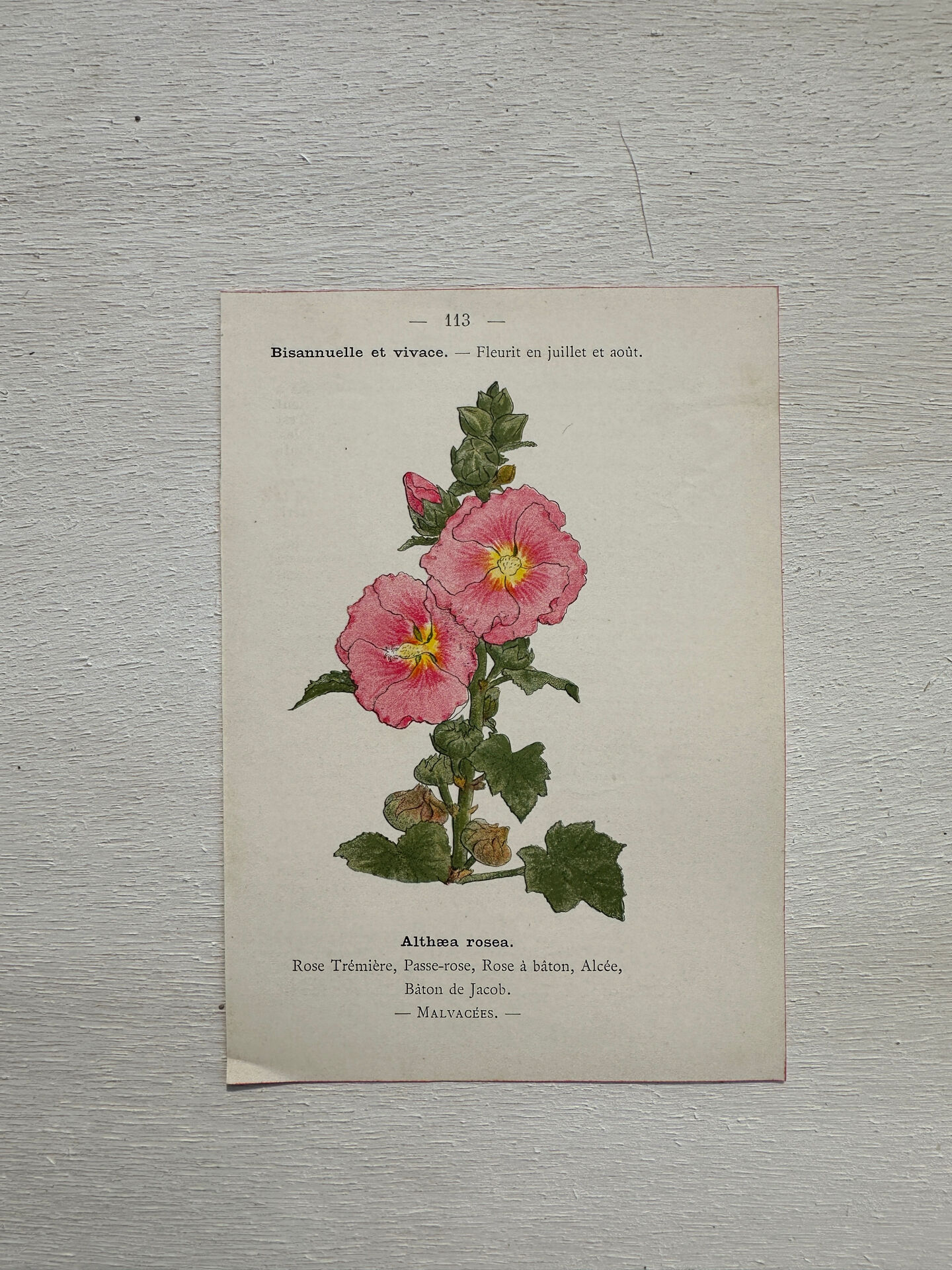 Botanical Plate 1800 Old Naturalist Engraving 19th Century Double-Sided