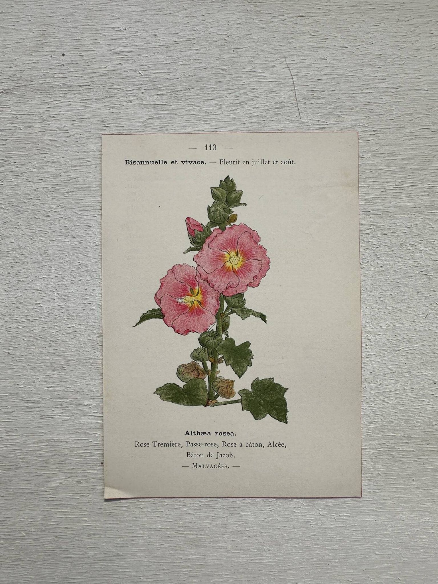 Planche Botanique 1800 Gravure naturaliste ancienne 19eme recto verso