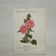 Botanical Plate 1800 Old Naturalist Engraving 19th Century Double-Sided