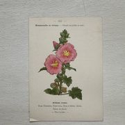 Planche Botanique 1800 Gravure naturaliste ancienne 19eme recto verso