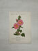 Botanical Plate 1800 Old Naturalist Engraving 19th Century Double-Sided
