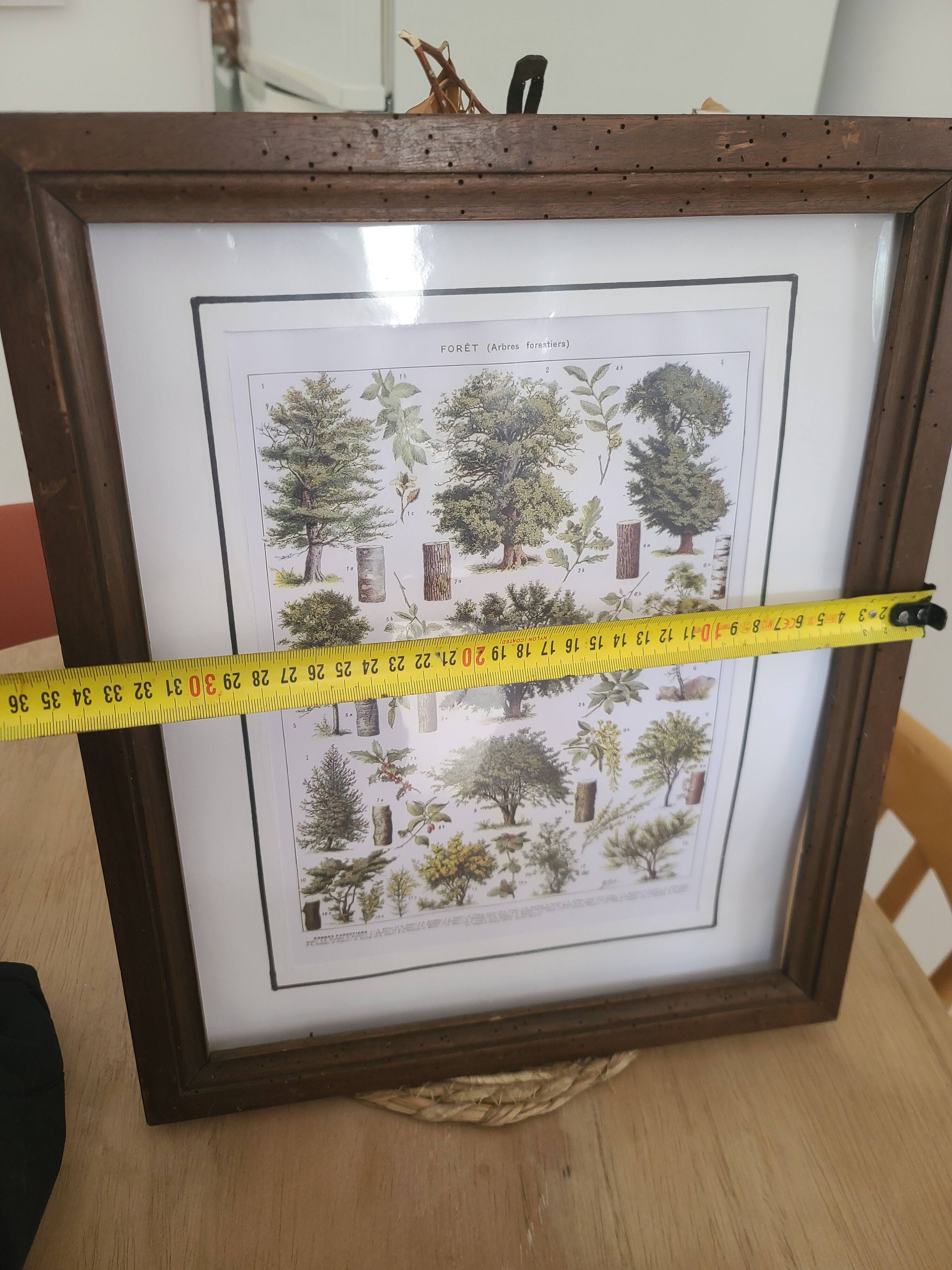 Affiche botanique encadrée ancienne - forêt