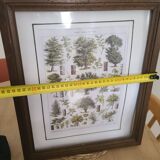 Affiche botanique encadrée ancienne - forêt