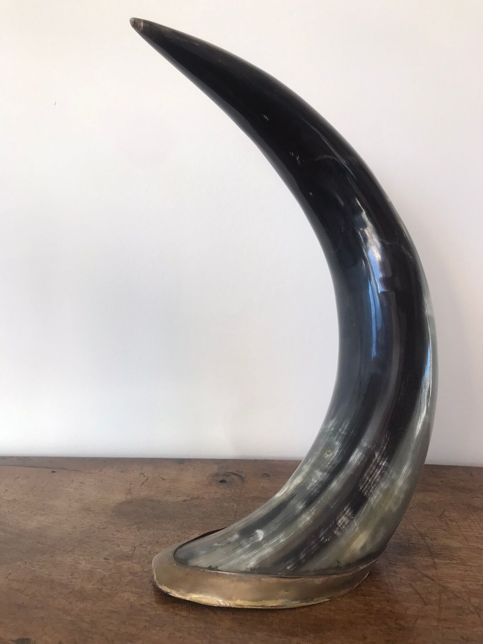 Polished beef horn on brass base