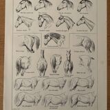 Lithographie sur l'anatomie du cheval (tête, croupe, sabots) - 1920