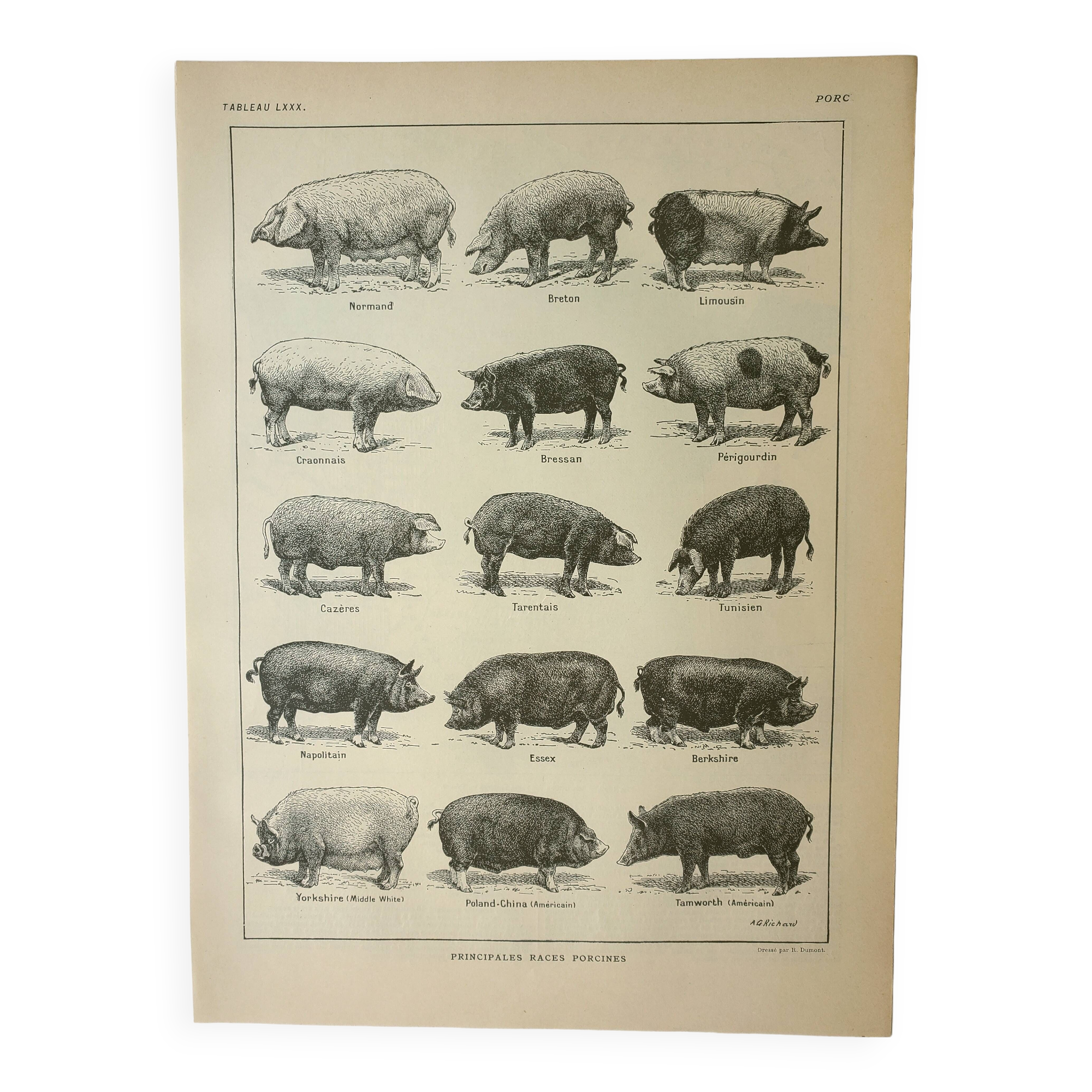 Gravure ancienne 1922, Porc, cochon, races, porcin, boucherie • Lithographie, Planche originale
