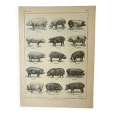 Gravure ancienne 1922, Porc, cochon, races, porcin, boucherie • Lithographie, Planche originale