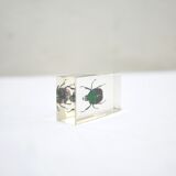 Vintage resin insect