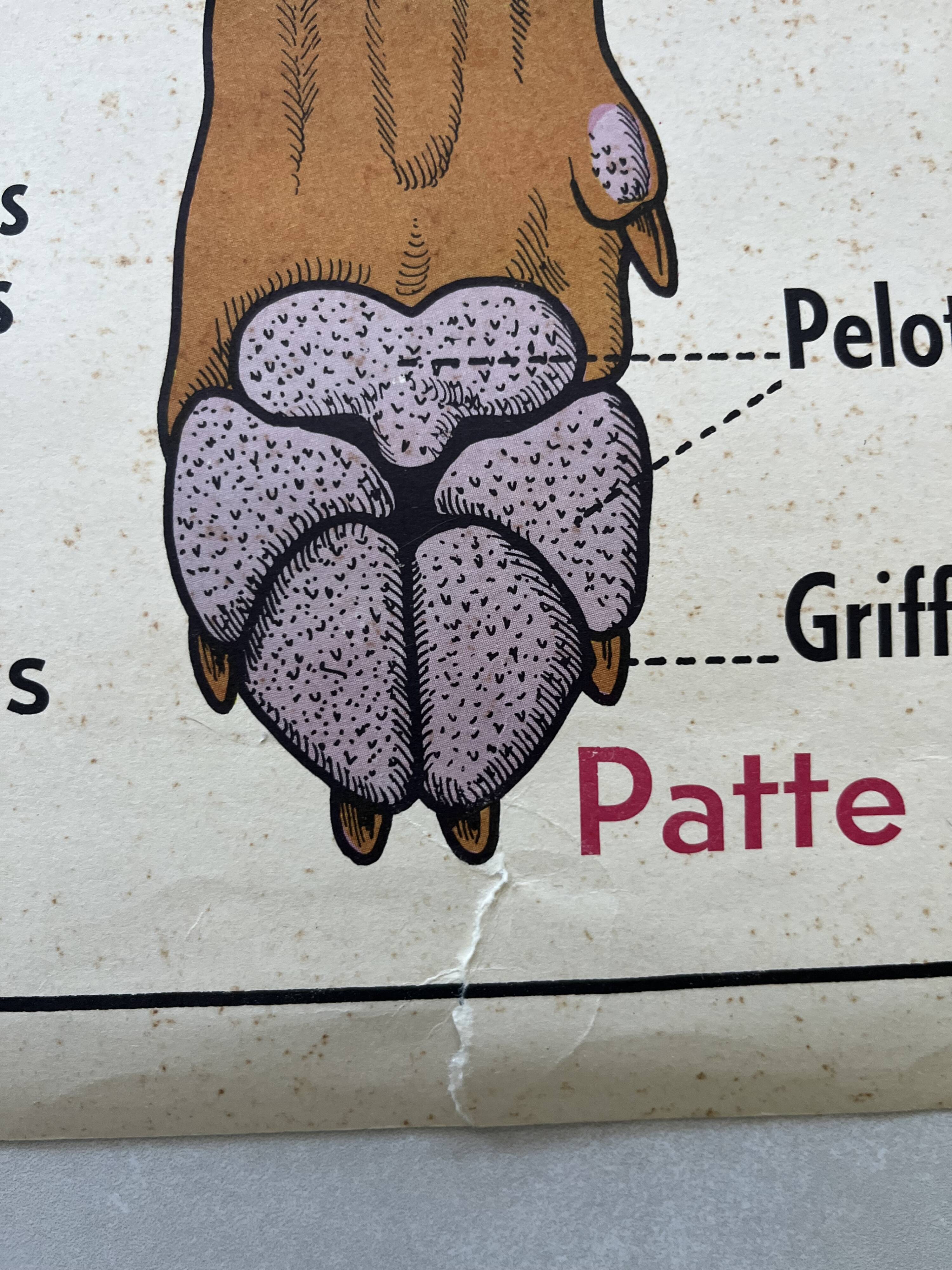 Affiche scolaire ancienne Rossignol – Anatomie animale chat / porc – recto