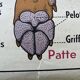 Affiche scolaire ancienne Rossignol – Anatomie animale chat / porc – recto