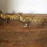 Brass pheasant couple