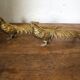 Brass pheasant couple