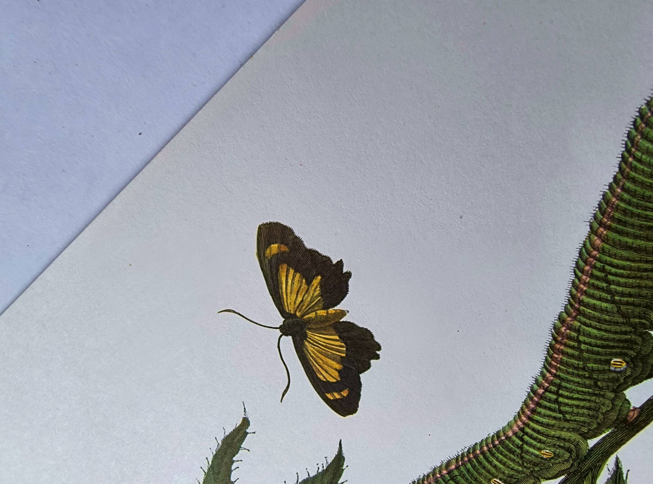 Vintage Illustration - Tropical Sphinx and Exotic Plant - by Merian